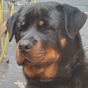 Meet your Posher, Ariel